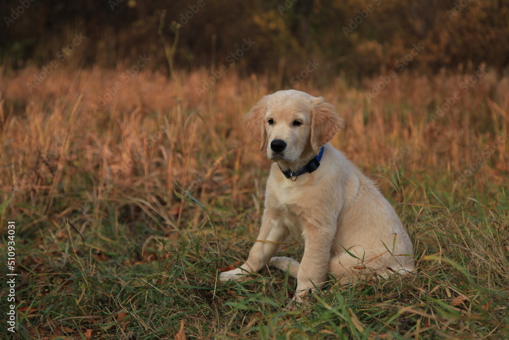 A golden retriever puppy poses in nature in the autumn forest. Gorgeous labrador dog looks away. High quality photo A golden retriever puppy poses in nature in the autumn forest. Gorgeous labrador dog looks away. High quality photo