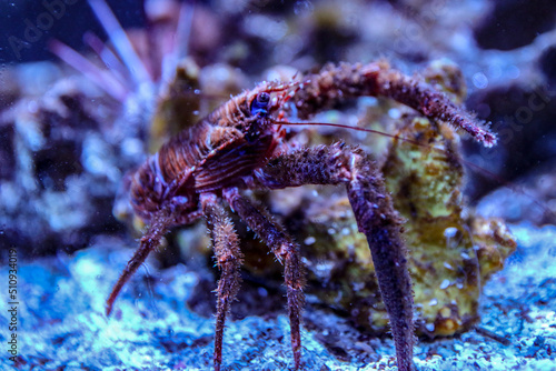 sea       crab in the aquarium