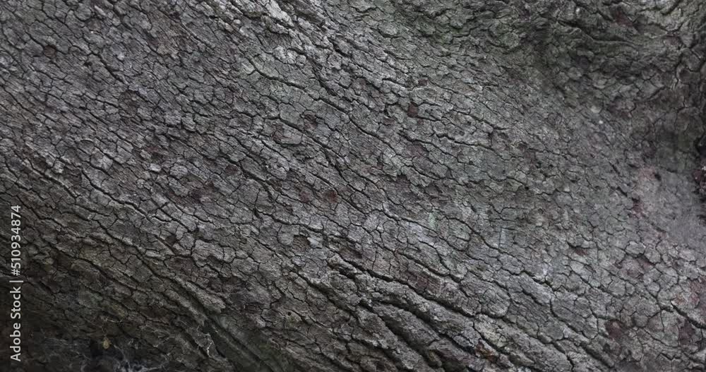 Oak tree limb bark pan close. Coastal oak tree, old and weathered on the coast of Texas. Coastal forest in park land. Bark, branch and rough bark texture. Oak tree limb bark pan close. Coastal oak tree, old and weathered on the coast of Texas. Coastal forest in park land. Bark, branch and rough bark texture.