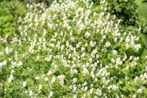 Close up of pale corydalis (pseudofumaria alba) flowers in bloom