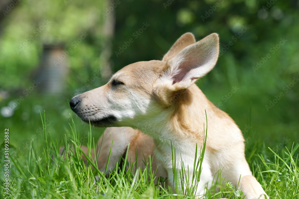 The puppy's big ears. The puppy lies on the grass and looks