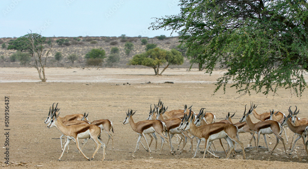 Naklejka premium Springbok in the Kgalagadi