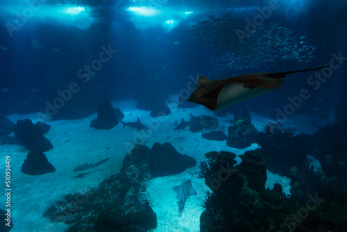 Underwater wildlife in the ocean with fish and stingray. Oceanarium in Lisbon