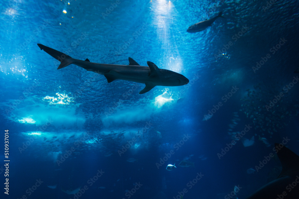 Obraz premium Beautiful underwater ocean with shark and fish. Oceanarium in Lisbon, Portugal. Underwater wildlife