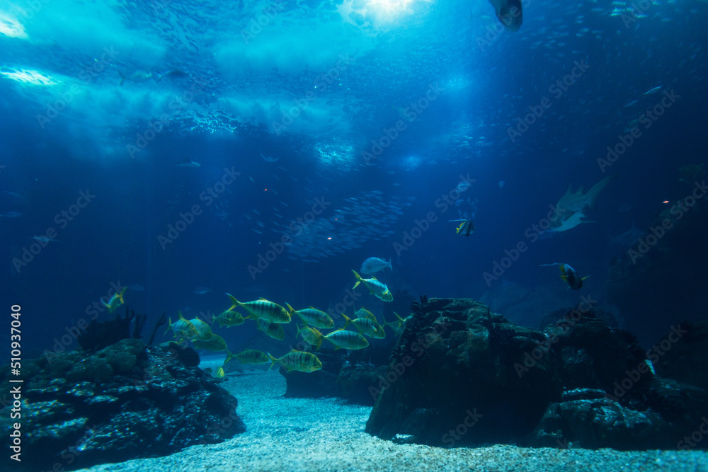 Marine wild life with fish, sharks and stingrays underwater swimming in the sea. Oceanarium in Lisbon