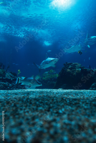 Wild underwater sea with fish  sharks and rays in the ocean. Oceanarium and wildlife