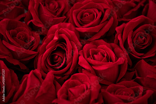 Valentine day. Sensual. Red rose. bouquet of red roses