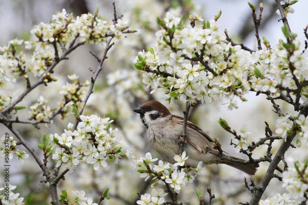 Eurasian tree sparrow, Passer montanus, perching in the spring on a blossomed branch. Copy Space Eurasian tree sparrow, Passer montanus, perching in the spring on a blossomed branch. Copy Space