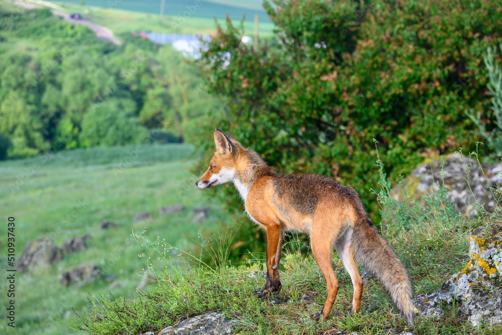 Portrait red fox Vulpes vulpes on a beautiful background Portrait red fox Vulpes vulpes on a beautiful background
