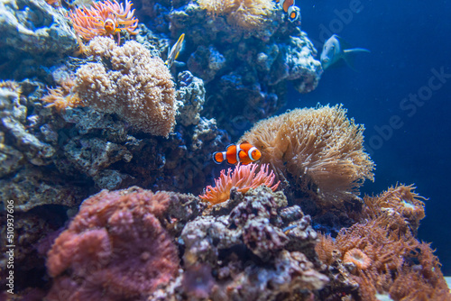 Beautiful underwater ocean with corals and exotic colored fish and nemo swim in the depths. Ecology and ocean wildlife
