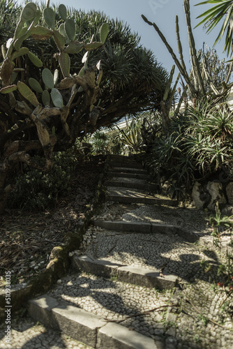 Beautiful cacti, palms, and plants near the stone steps. and the Tropical Botanical Park in Lisbon, Portugal