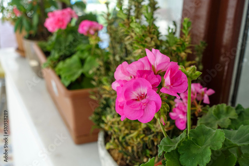 geranium flower in flower pot  pink and red blooming geranium plant 