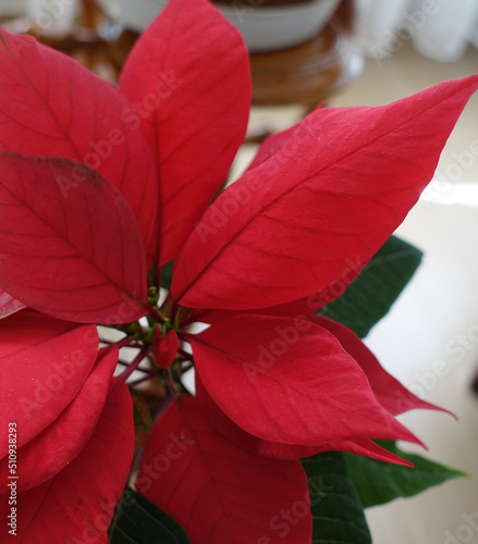 Ataturk  christmas star  flower poinsettia close-up ornamental flowers close-up 