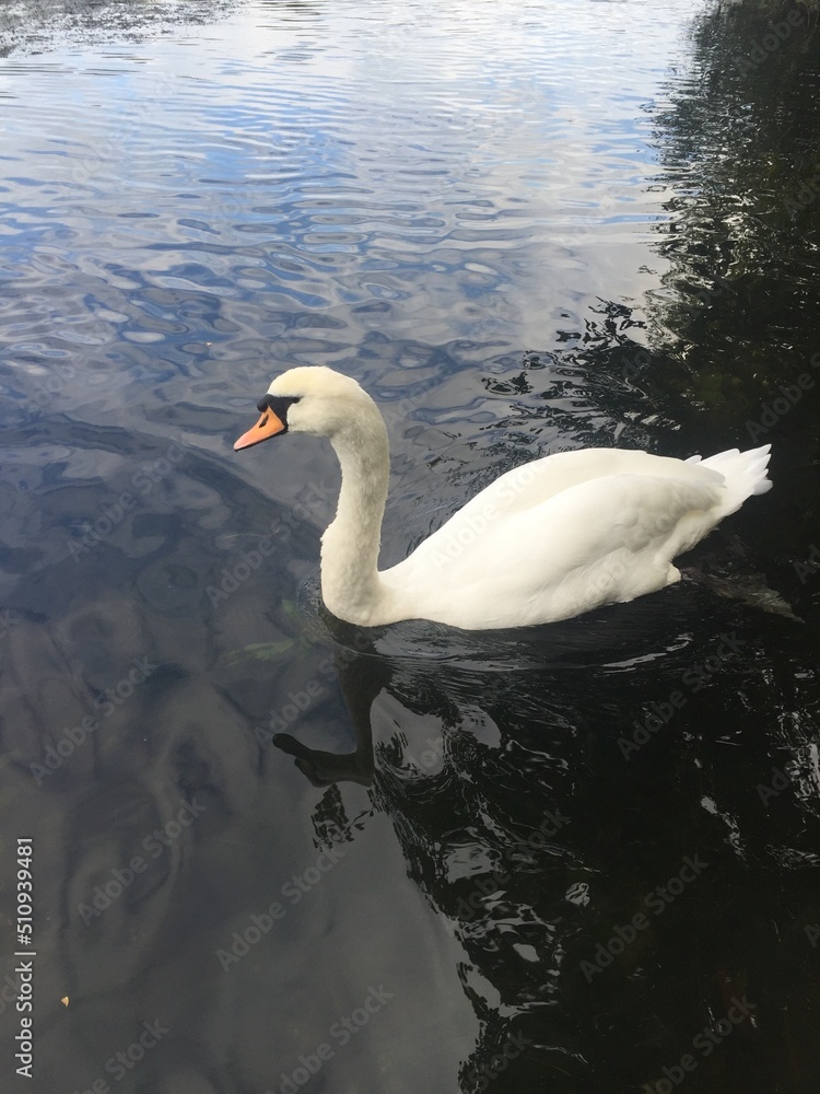 Fototapeta premium swan on the lake