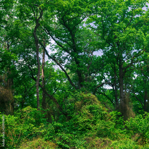 Fototapeta Naklejka Na Ścianę i Meble -  subtropical liana forest in the delta of the Samur River
