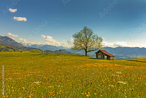 Allgäu - Frühling - Alpen - Berge - Stadel - Blumen