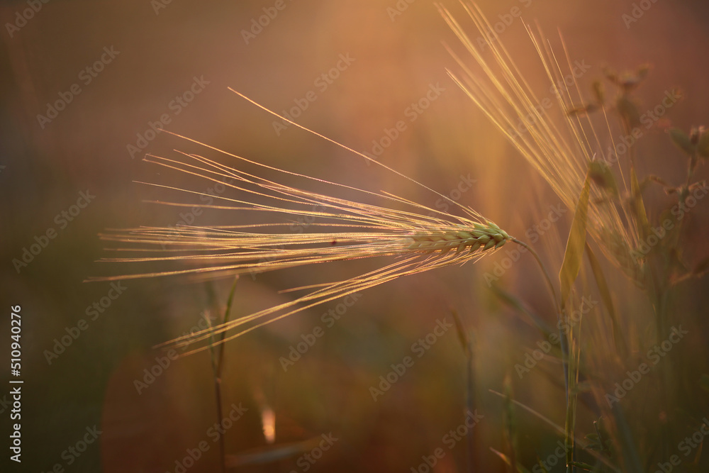 A wheat ear sparkles in the evening sunlight. A wheat ear sparkles in the evening sunlight.