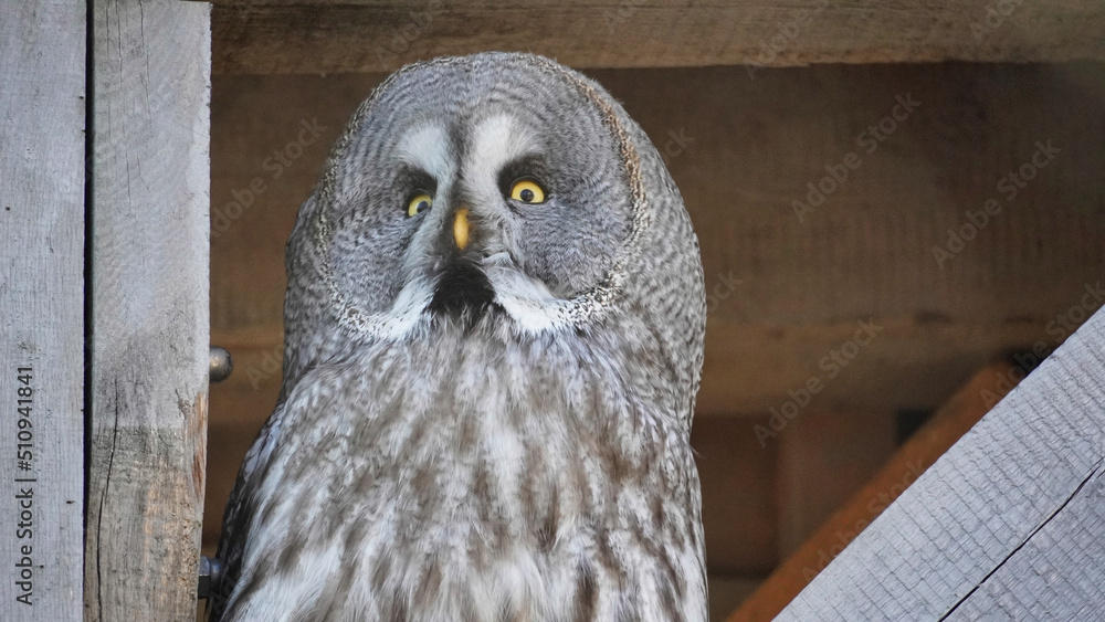 Fototapeta premium Great Gray Owl Face in Bielefeld Germany