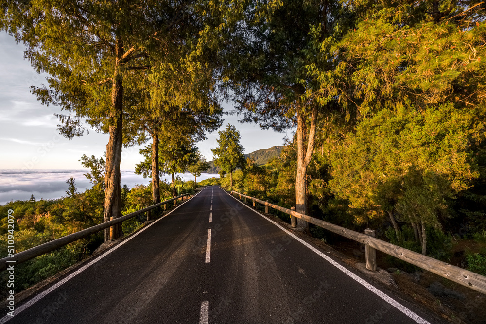 Fototapeta premium Landscape of road through the forest