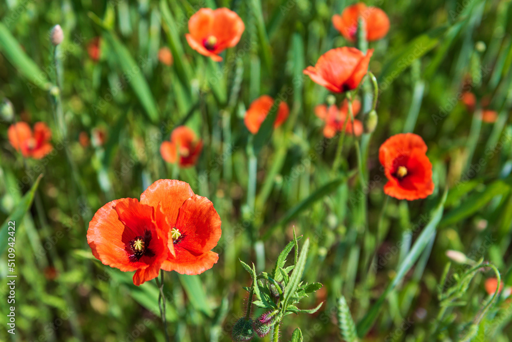 Beautiful field of red poppies in summer day, Latvia. Selective focus. Beautiful field of red poppies in summer day, Latvia. Selective focus.