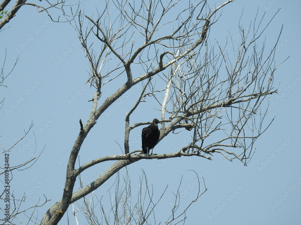 A black vulture perched in a tree, under a blue sky, on Assateague Island, Worcester County, Maryland. A black vulture perched in a tree, under a blue sky, on Assateague Island, Worcester County, Maryland.