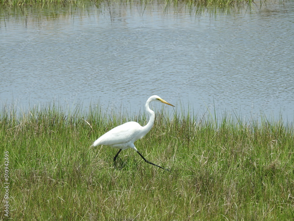 Obraz premium A great white egret enjoying a beautiful summer's day in the marshland habitat on Assateague Island, in Worcester County, Maryland.