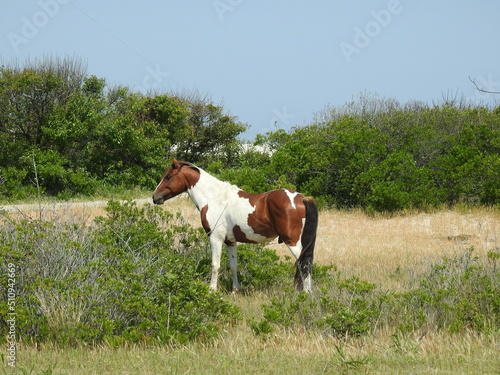 A wild painted horse living on Assateague Island, in Worcester County, Maryland.