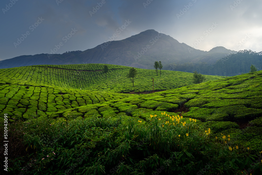 Beautiful view of Tea plantations in Munnar, Kerala, India