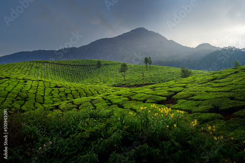 Beautiful view of Tea plantations in Munnar, Kerala, India