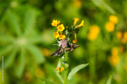 A Moth Pollinating a Yellow Wildflower and Eating Nectar