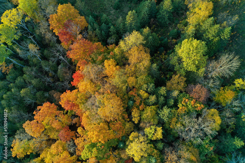 Aerial shot of the colourful trees of the forest looking downward