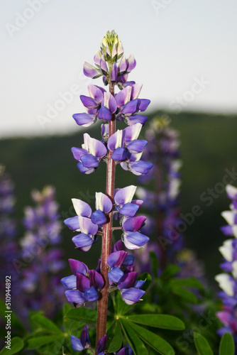 Purple Mountain Lupine Growing in the California Hills