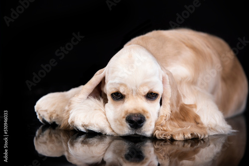 Foto American cocker spaniel on the black background