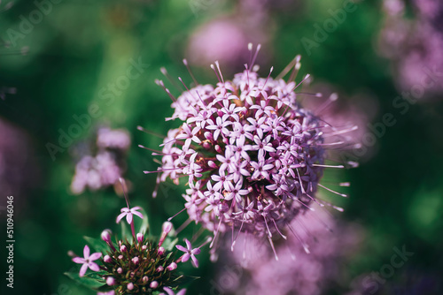 Phuopsis stylosa purple flower blooming in summer. Close up. Selective focus. Shallow depth of field