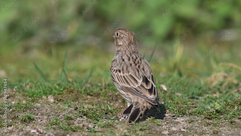 Corn bunting Miliaria calandra in the wild close up. Corn bunting Miliaria calandra in the wild close up.