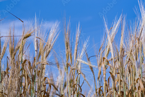 Full frame of Soft common Wheat field in summer against sky