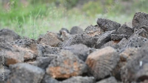 Wallpaper Mural Beautiful little owl in the habitat. Athene noctua. The flying bird. Slow motion. Torontodigital.ca