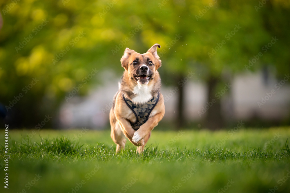 Fototapeta premium Pies biegający w parku 