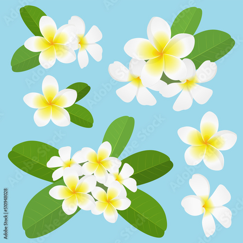 プルメリアの花 セット 白_ベクターイラスト