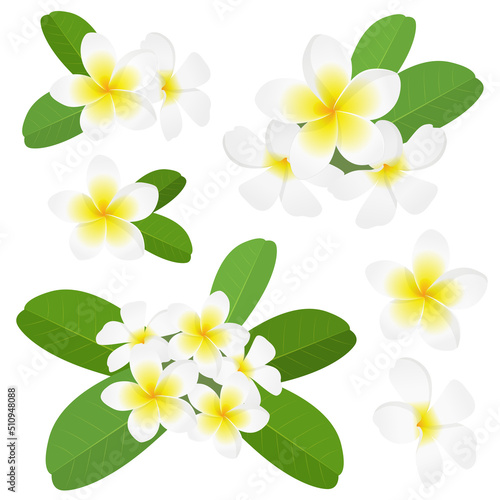 プルメリアの花 セット 白_ベクターイラスト