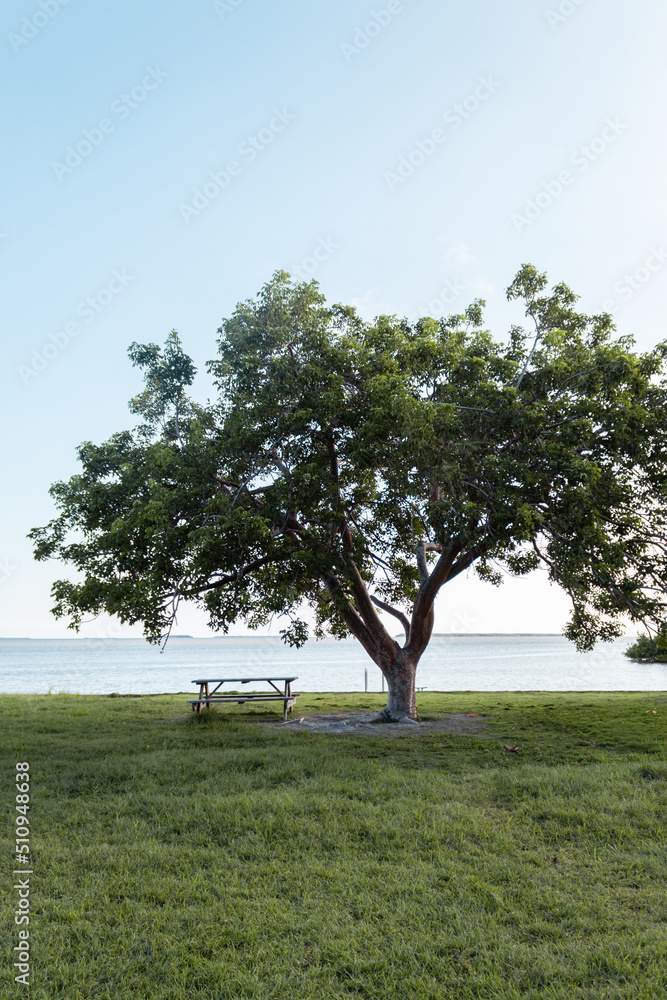 A big tree with a wooden table next to it