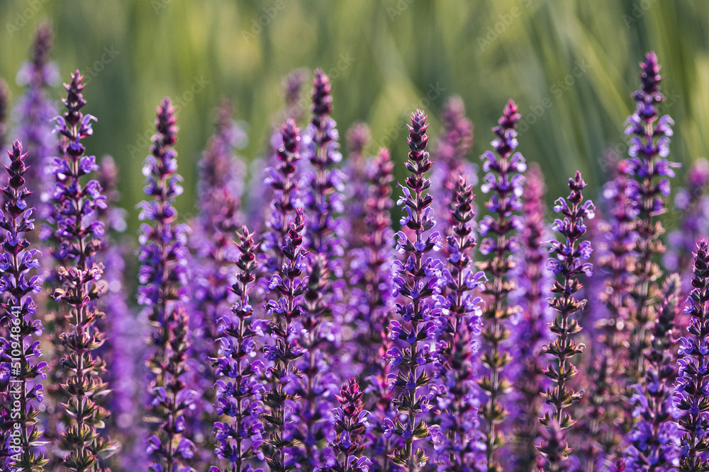 Obraz premium Violet Sage Tall Purple Spring Flowers Horizontal