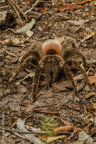 crab spider in the city of Ituaçu, State of Bahia, Brazil