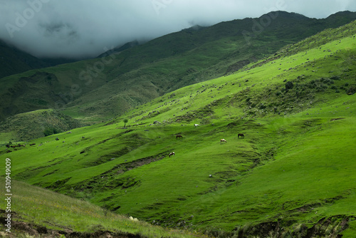 hermosa postal de un campo verde - tafi del valle photo