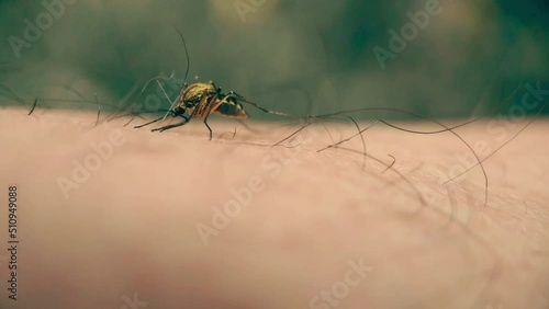 Wallpaper Mural A blood-sucking mosquito was crushed on a man's arm Torontodigital.ca