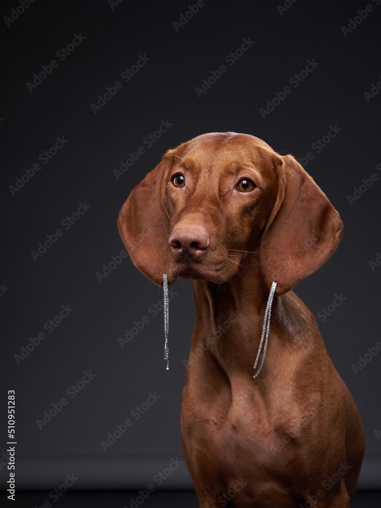 dog in earrings. Beautiful Hungarian Vizsla on a black background in the studio dog in earrings. Beautiful Hungarian Vizsla on a black background in the studio