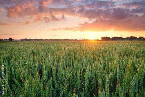 A field of wheat during sunset. Landscape in the summertime. Agriculture and ...