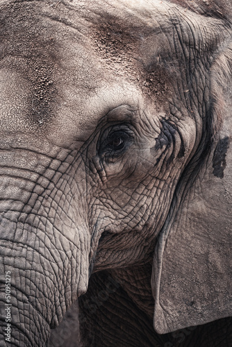 Elephant Animal Portrait Close Up Horizontal