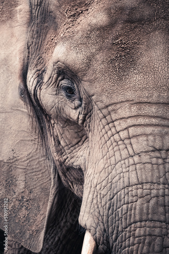 Elephant Portrait Face Close Up 