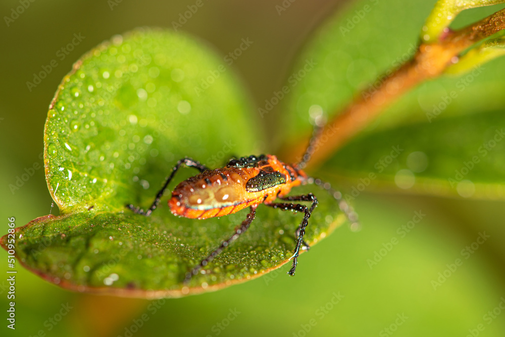 Small insect amidst foliage seen through a macro lens, selective focus. Small insect amidst foliage seen through a macro lens, selective focus.